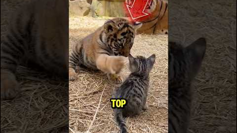 Top 5 Unexpected Animal Friendships ♥️