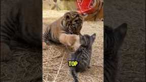 Top 5 Unexpected Animal Friendships ♥️