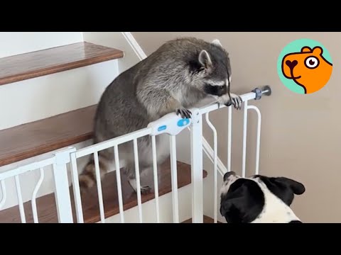 5 Animal Friendships That Shouldn’t Work, But They Do Cuddle Buddies