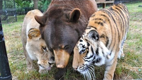 25 Unlikely Animal Friendships That Are Just Too Adorable (Ft. Epic Wildlife)