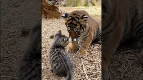 Unlikely Animal Friendships 🥹💕#animallovers #friendship #animals #cute #help #hopecore #foryou