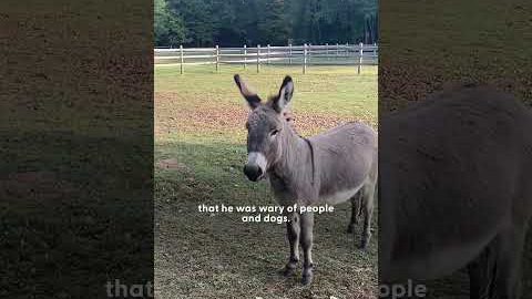 Rescue Pit Bull Finds Unlikely Best Friend in a Donkey | The Dodo