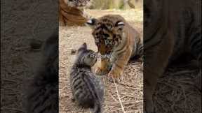 Unlikely Animal Friendships 🥹💕#animallovers #friendship #animals #cute #help #hopecore #foryou