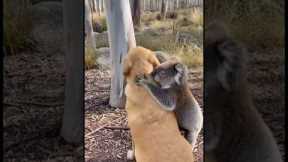 Real Friendship, Real Love. #shorts #animals #friendship