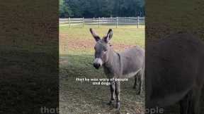 Rescue Pit Bull Finds Unlikely Best Friend in a Donkey | The Dodo