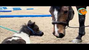 Unlikely Animal Friendships 2026: Pitbull Nanny & House Pig Zoomies | Cuddle Buddies