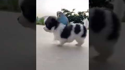 Best Animal Friendships in the World 🐶😻 Cat and Dog Friendship 🐷🐔 Funny Animal Videos