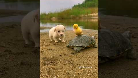 Friendship between puppy and duckling and turtle #p74 #KCAnimals #shorts