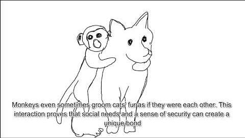 Animals That Became Best Friends With Other Species