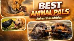 Top 10 Most Unusual Animal Friendships in the World