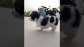 Best Animal Friendships in the World 🐶😻 Cat and Dog Friendship 🐷🐔 Funny Animal Videos