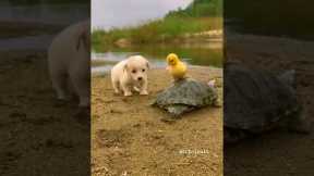 Friendship between puppy and duckling and turtle #p74 #KCAnimals #shorts