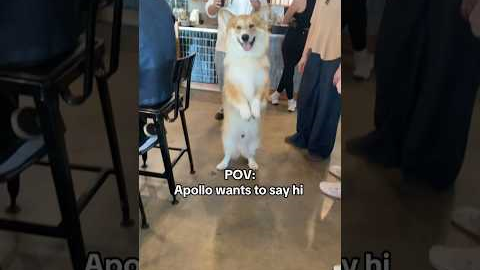 “Sometimes the best friendships aren't humans”☺️#dog #friendship #friends #cute #family