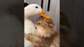 Curiosity Turned Into Friendship