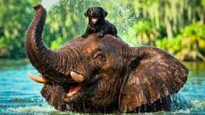 ORPHANED Elephant Adopts a Dumped PUPPY - Their Bond Will MELT Your Heart