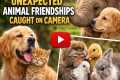 Animals That Shouldn't Be Friends…