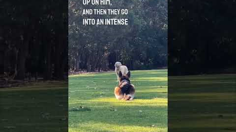 These two dogs are the greatest friends ever 😂