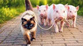 When Animals Become Best Friends 😍 Cute Animal Friendship!