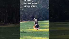 These two dogs are the greatest friends ever 😂