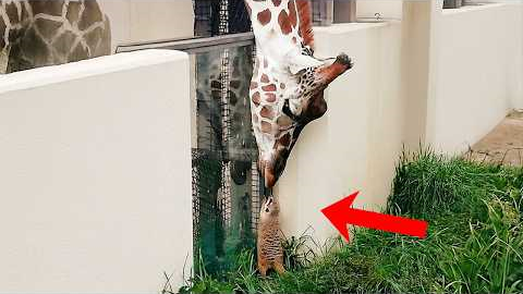 Animals That Are Secretly Best Friends You've Ever Seen...