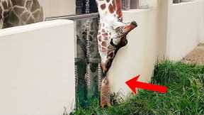 Animals That Are Secretly Best Friends You've Ever Seen...
