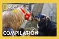 Unlikely Animal Friends🐷🐶 | Full