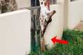Animals That Are Secretly Best